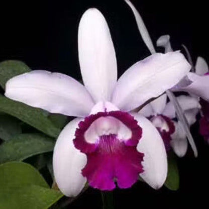 Cattleya Intermedia Orchid plant