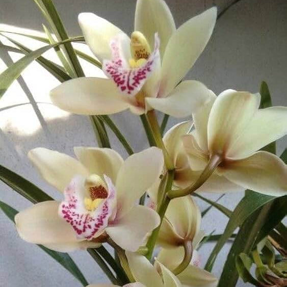 Cream Cymbidium Orchid plant