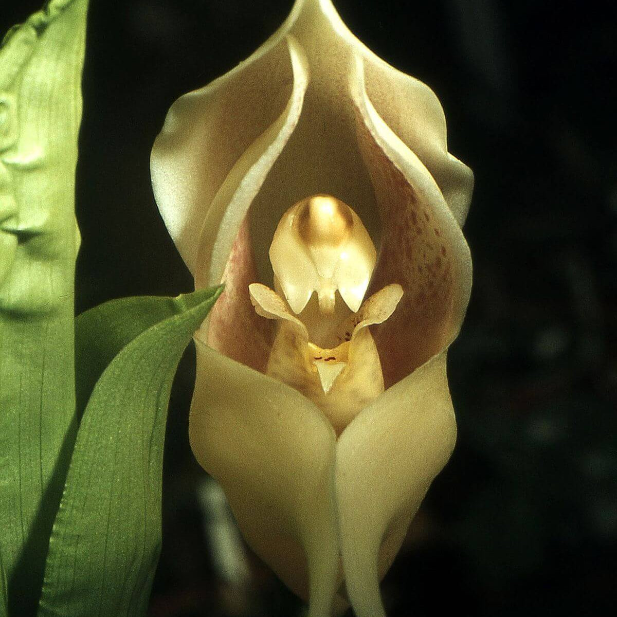 Eggs Baby Orchid plant
