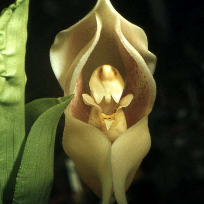 Eggs Baby Orchid plant