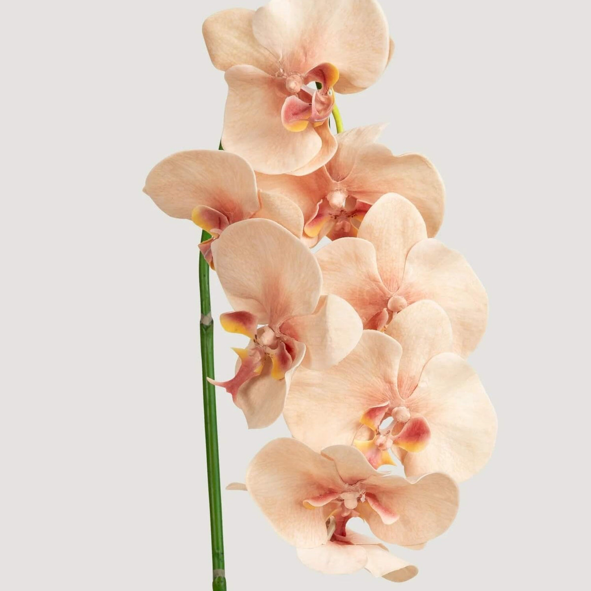 Cream Phalaenopsis Orchid plant