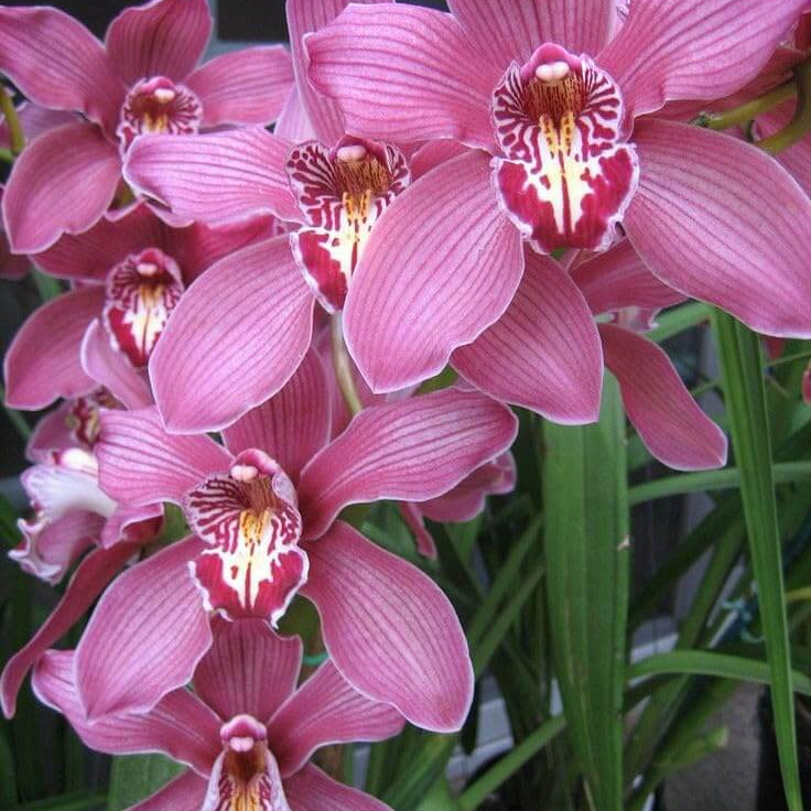 Maxillaria Rose Orchid plant