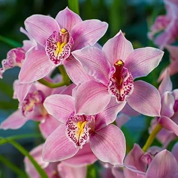 Maxillaria Rose Orchid plant