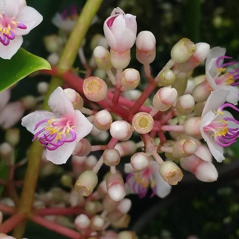 Malaysian Orchid plant