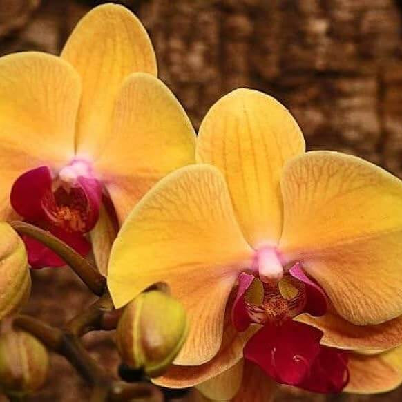 Yellow Phalaenopsis Orchid plant