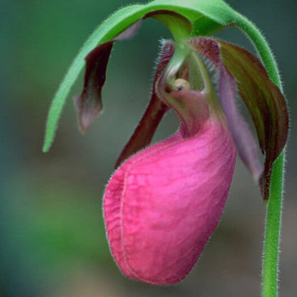 Lady's Slipper Orchid plant