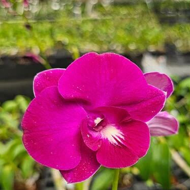 Red Dendrobium Orchid plant