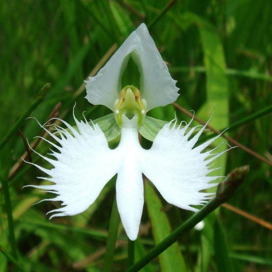Radiata Orchid plant