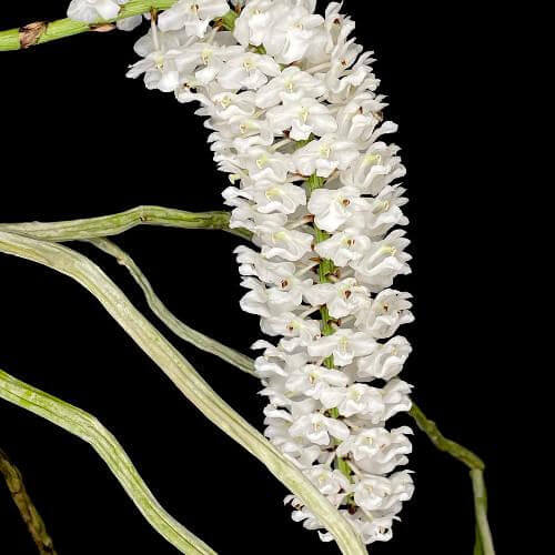 Retusa Alba Orchid plant