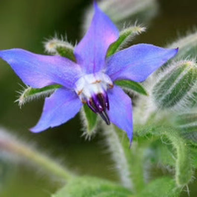 Blue Spice Basil plant