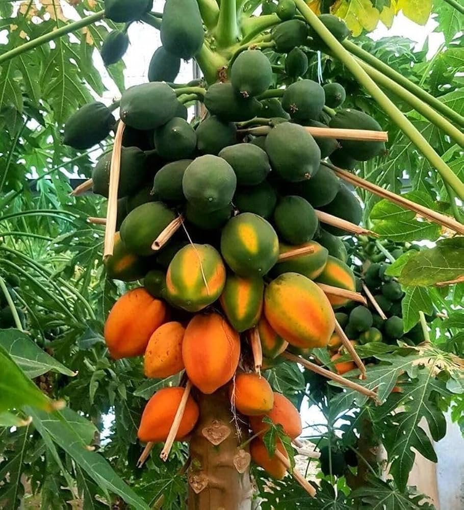 Papaya Fruit Seeds for Planting – Heirloom Non-GMO Garden Seeds
