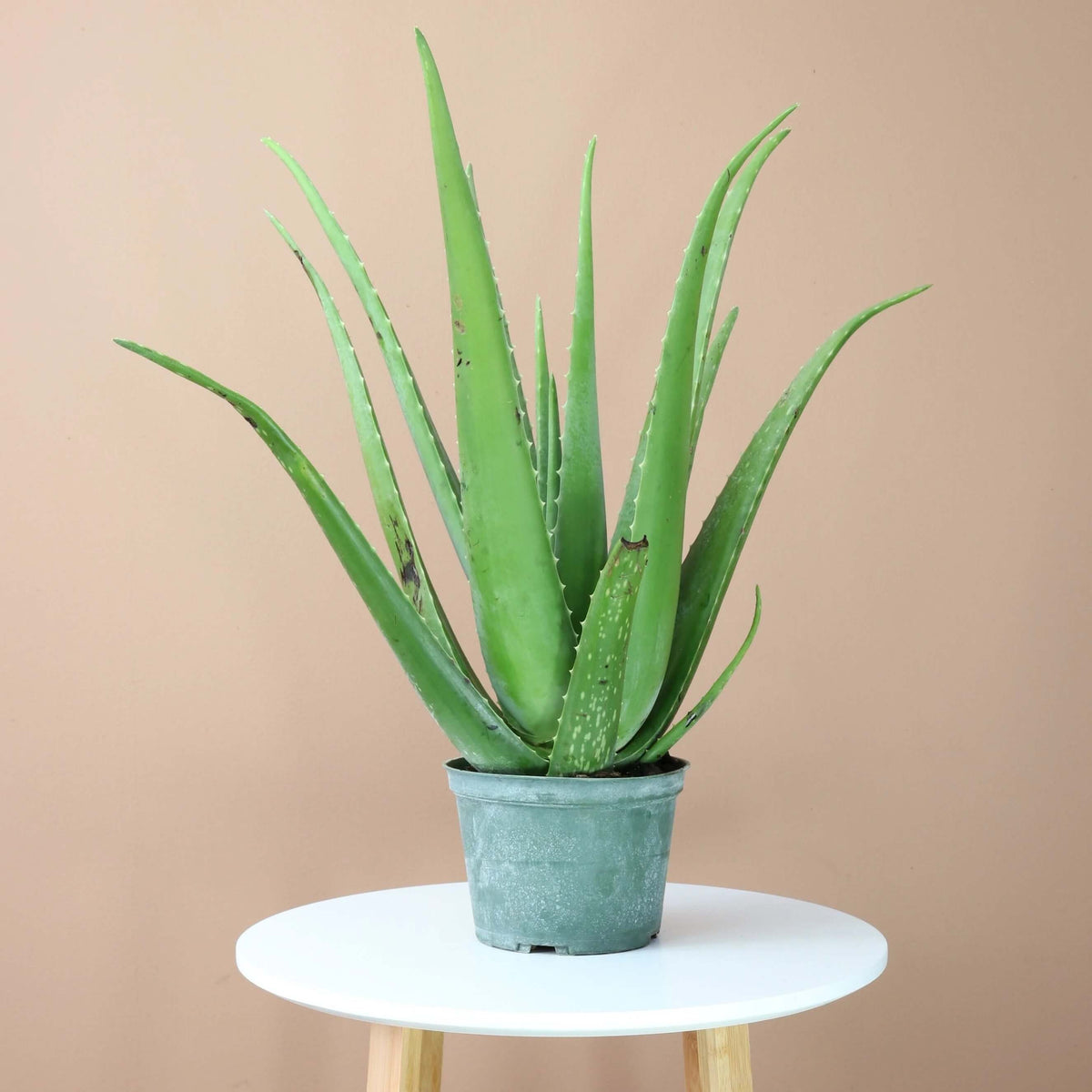 Organic Aloe Vera plant