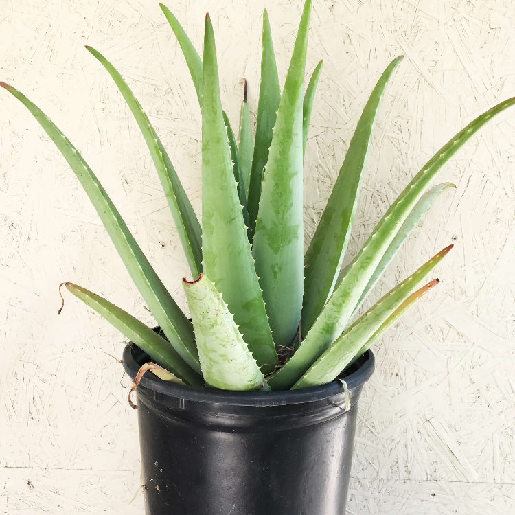 Organic Aloe Vera plant