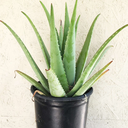 Organic Aloe Vera plant