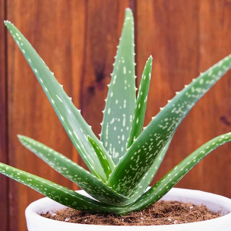 Organic Aloe Vera plant
