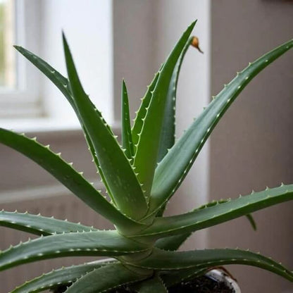 Organic Aloe Vera plant