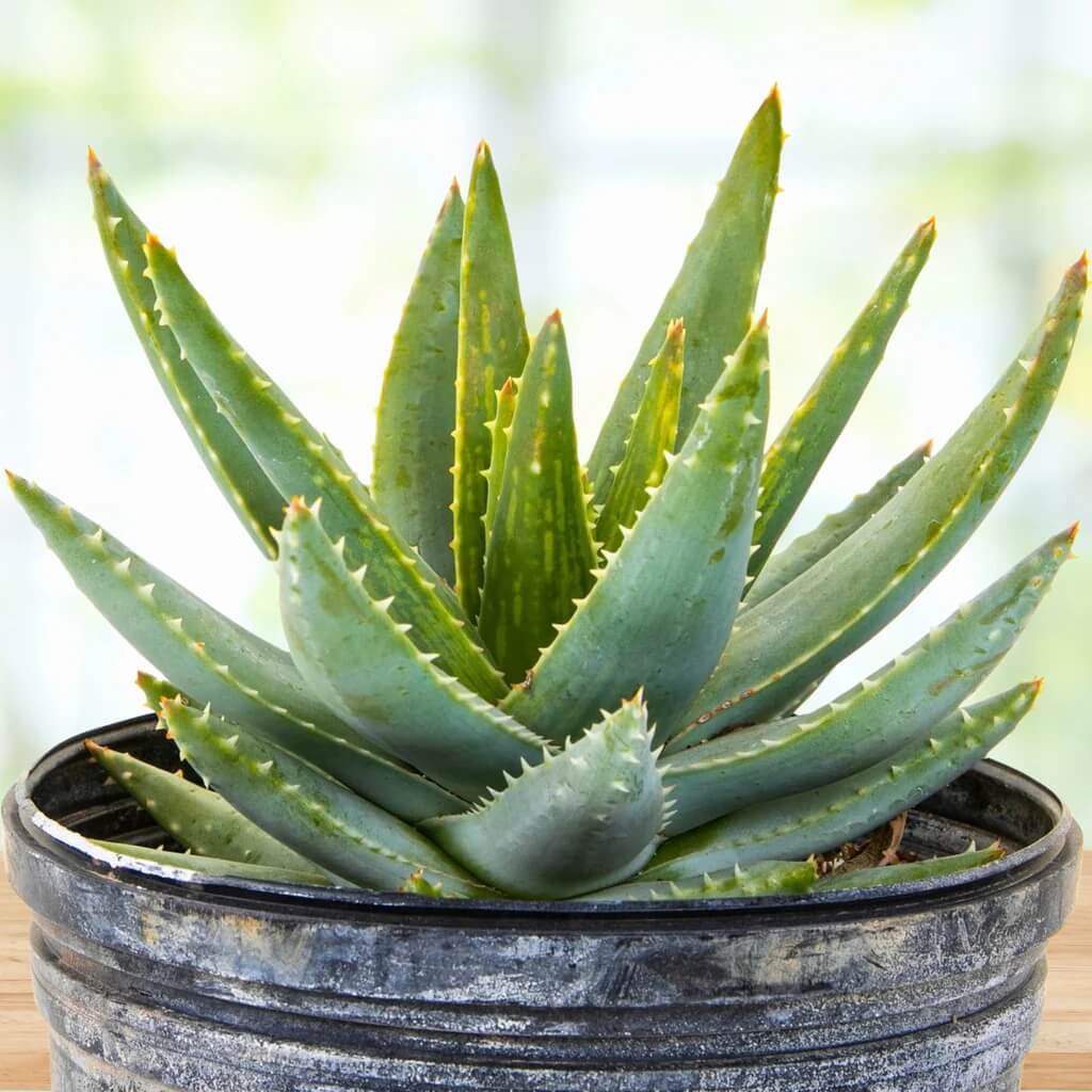 Organic Aloe Vera plant
