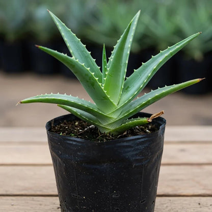Organic Aloe Vera plant
