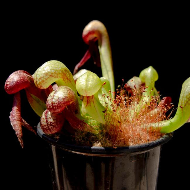 Organic Carnivorous Plant