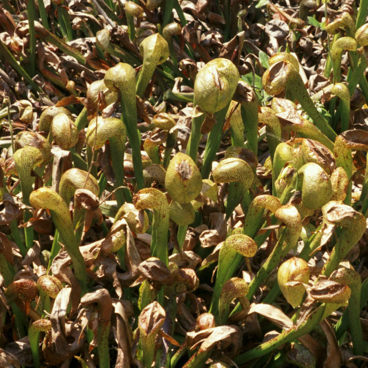 Organic Carnivorous Plant