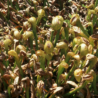 Organic Carnivorous Plant