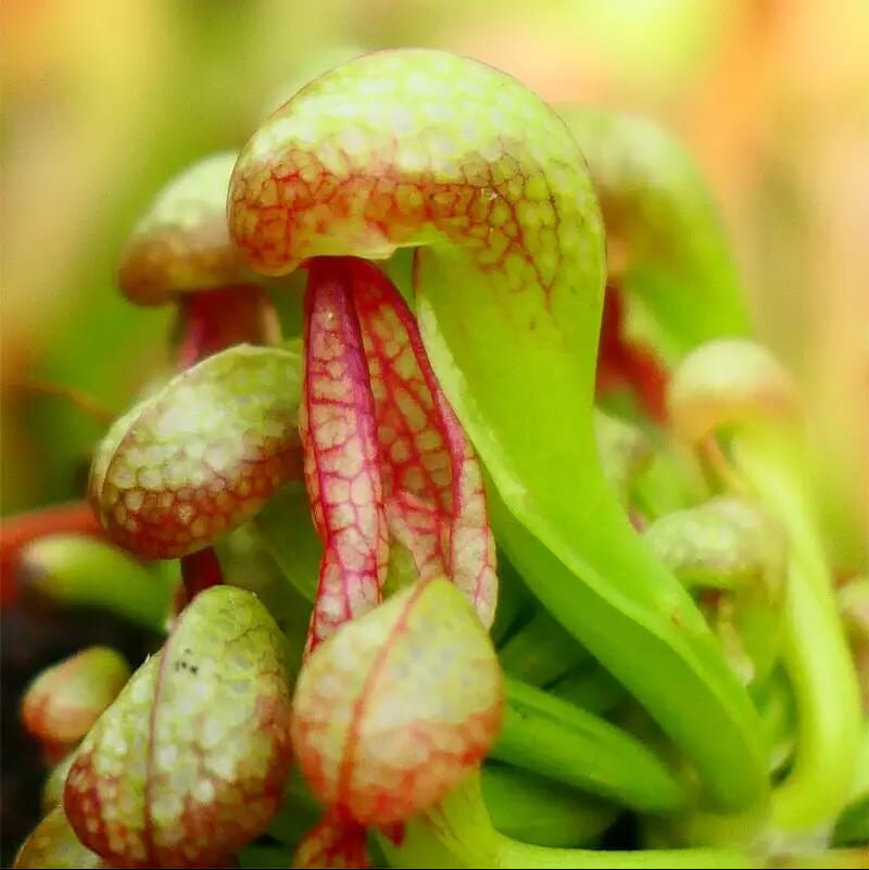 Organic Carnivorous Plant