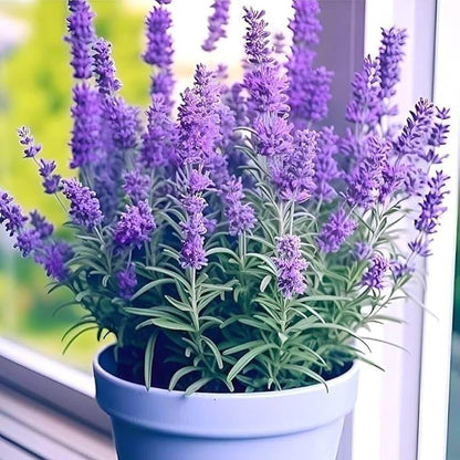 Organic Lavender plant