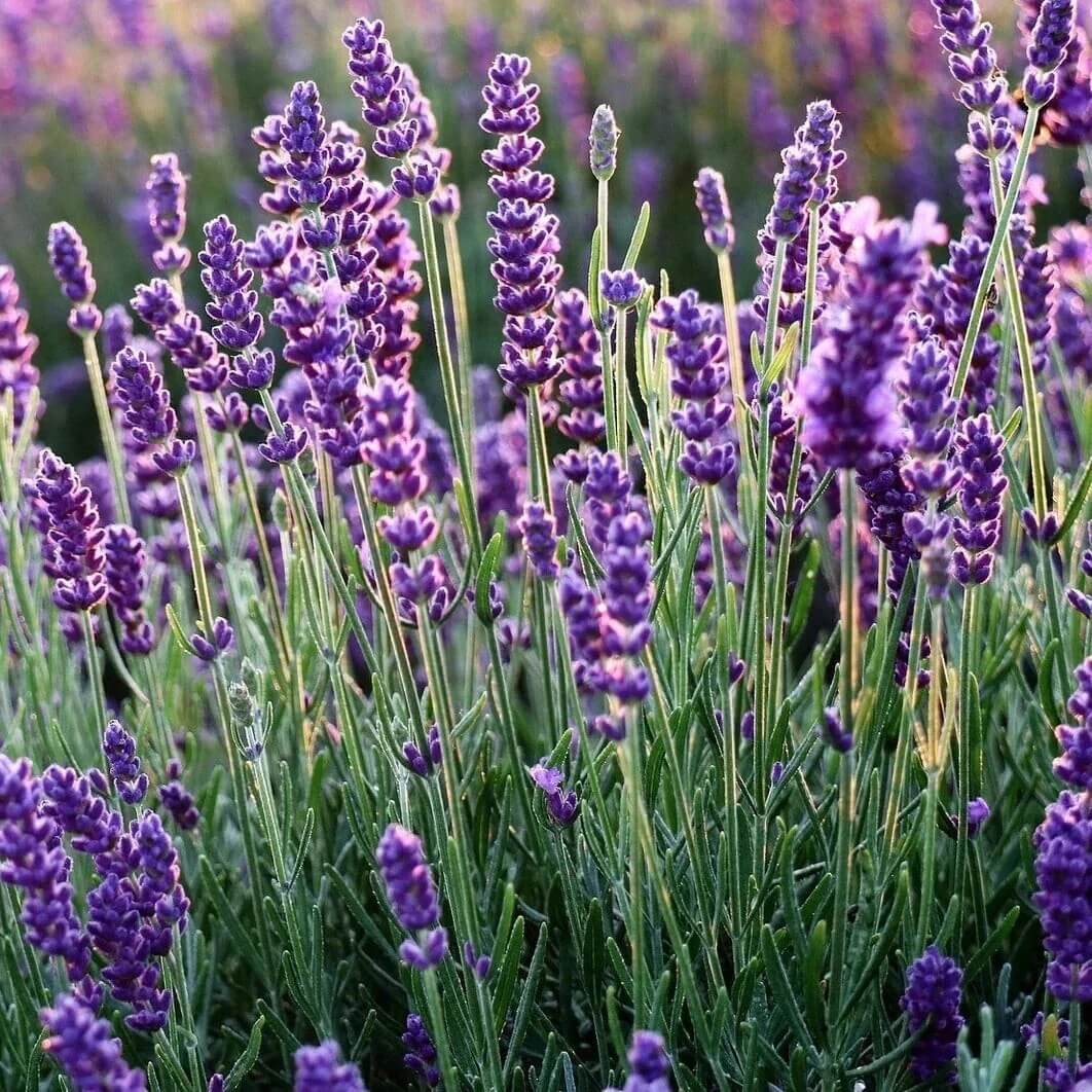 Organic Lavender plant