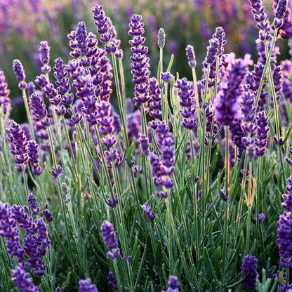 Organic Lavender plant
