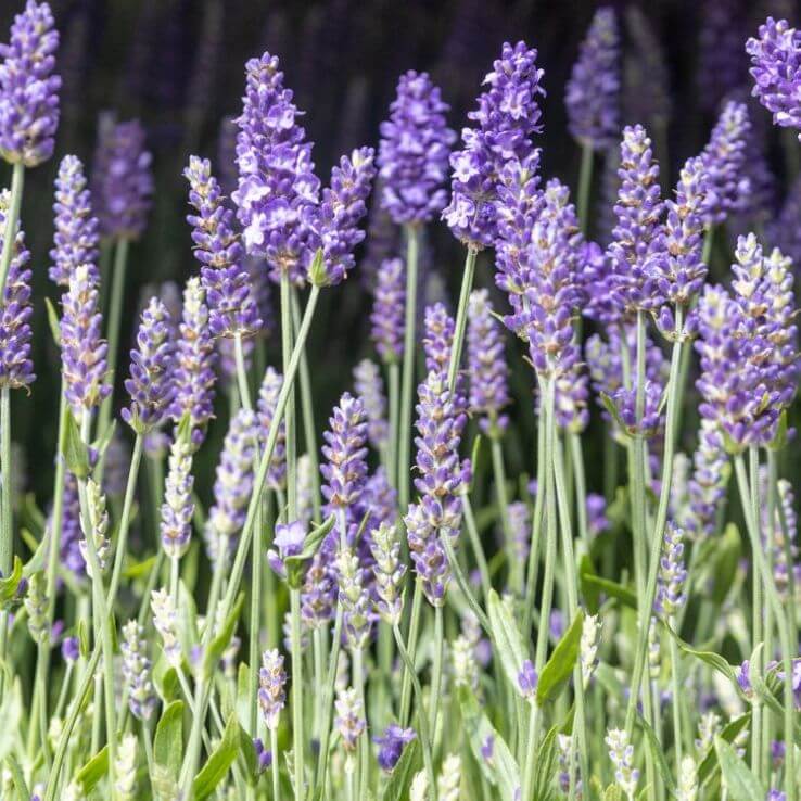 Organic Lavender plant