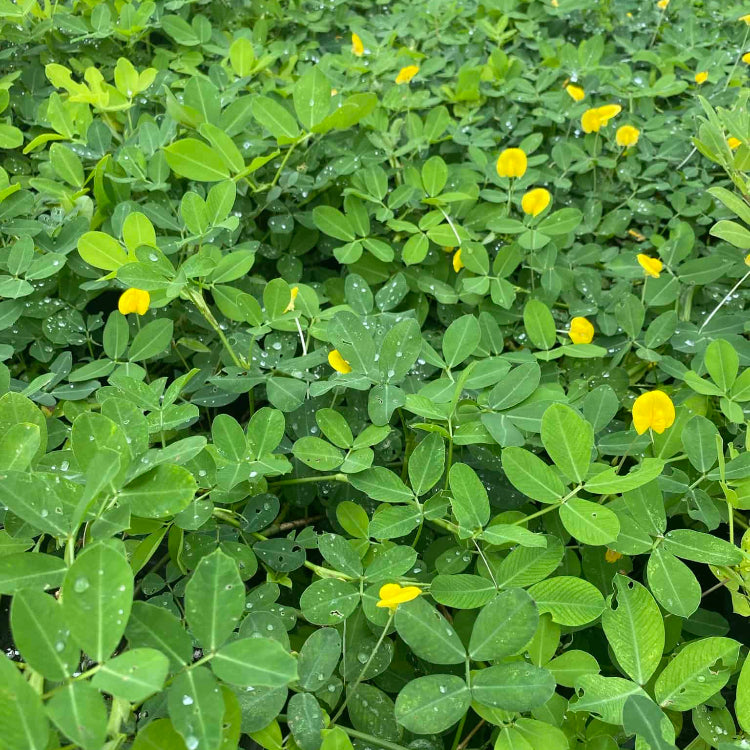 Organic Peanut plant