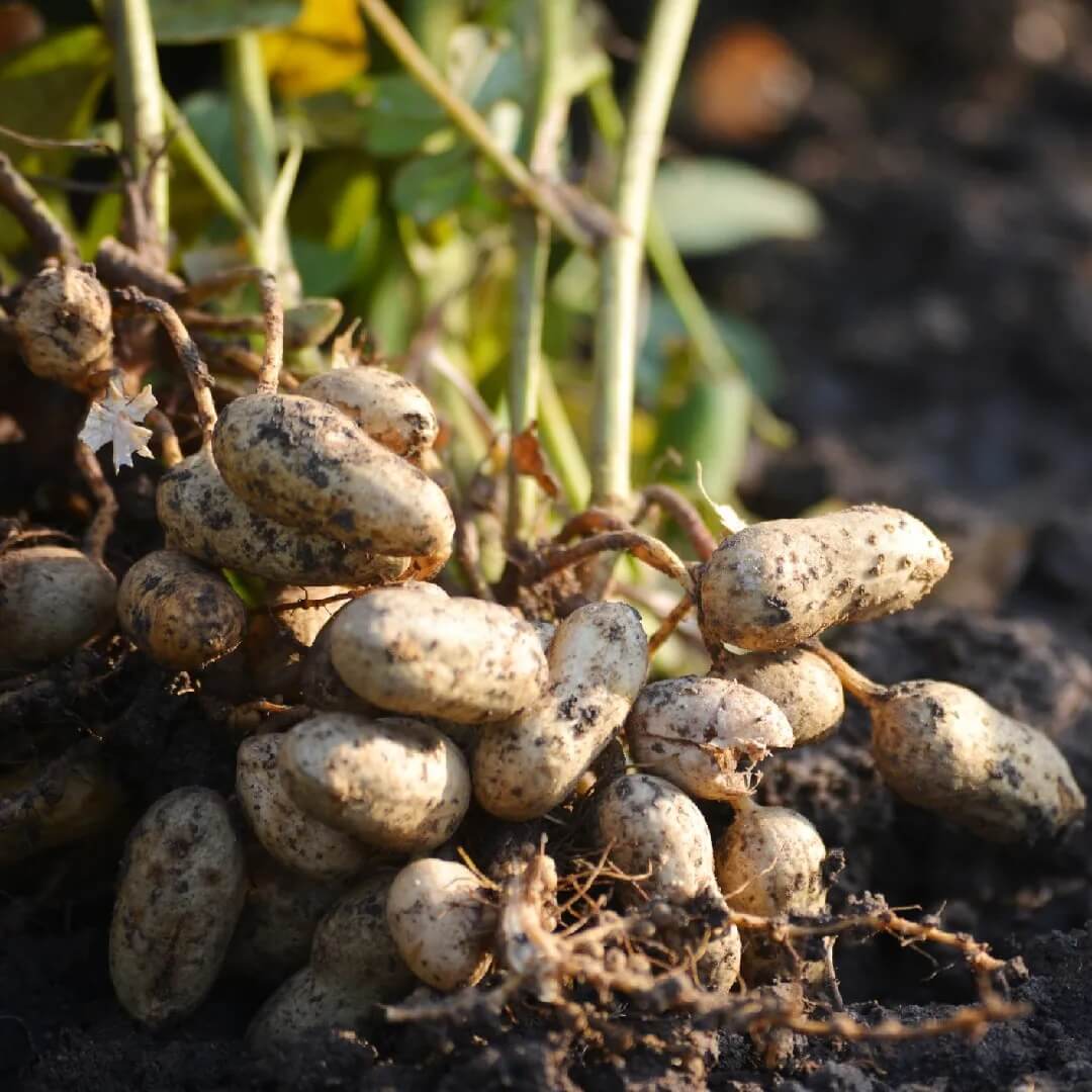 Organic Peanut plant