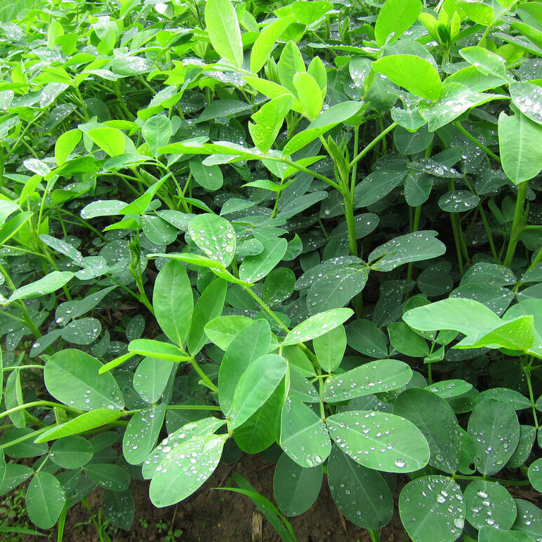 Organic Peanut plant
