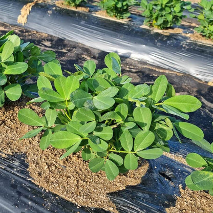 Organic Peanut plant