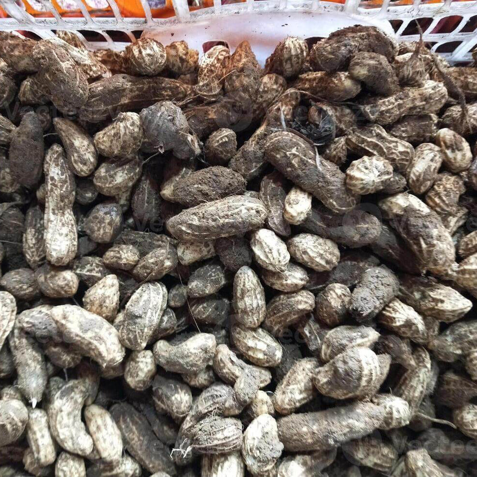 Organic Peanut plant