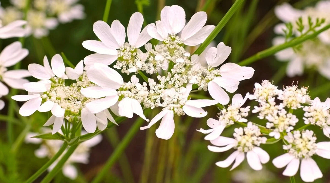 Orlaya flower seeds