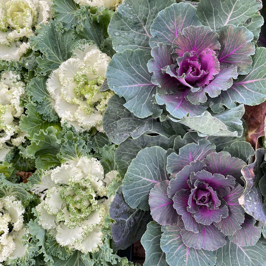 Red Cabbage Seeds