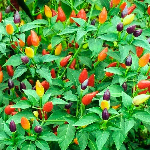 Mixed Chili Pepper Seeds