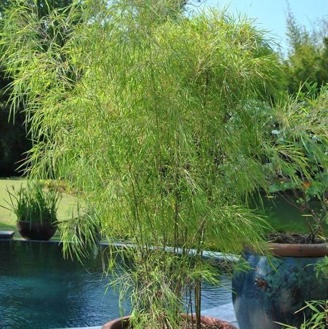 Ornamental Bamboo plant