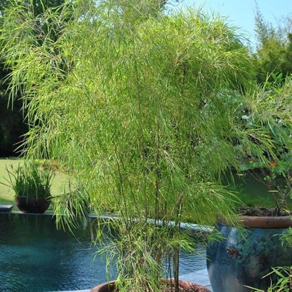 Ornamental Bamboo plant