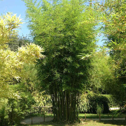 Ornamental Bamboo plant