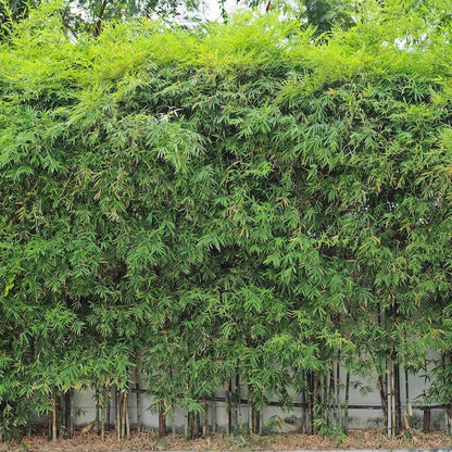 Ornamental Bamboo plant
