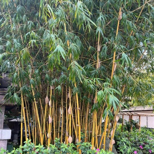 Ornamental Bamboo plant