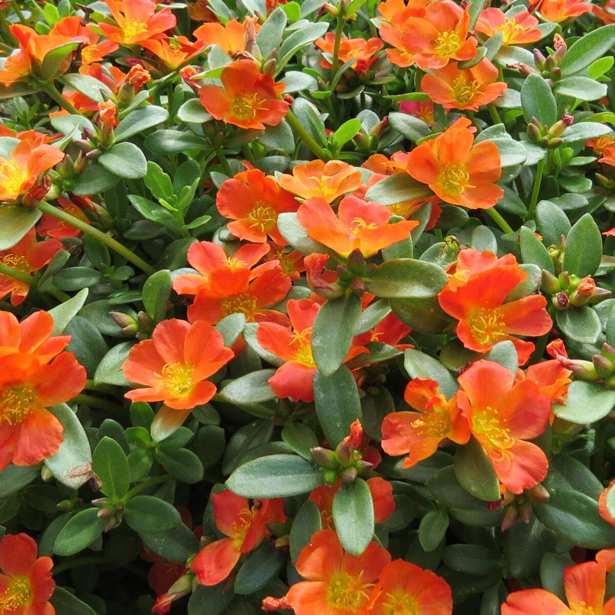 Ornamental Flowers plant