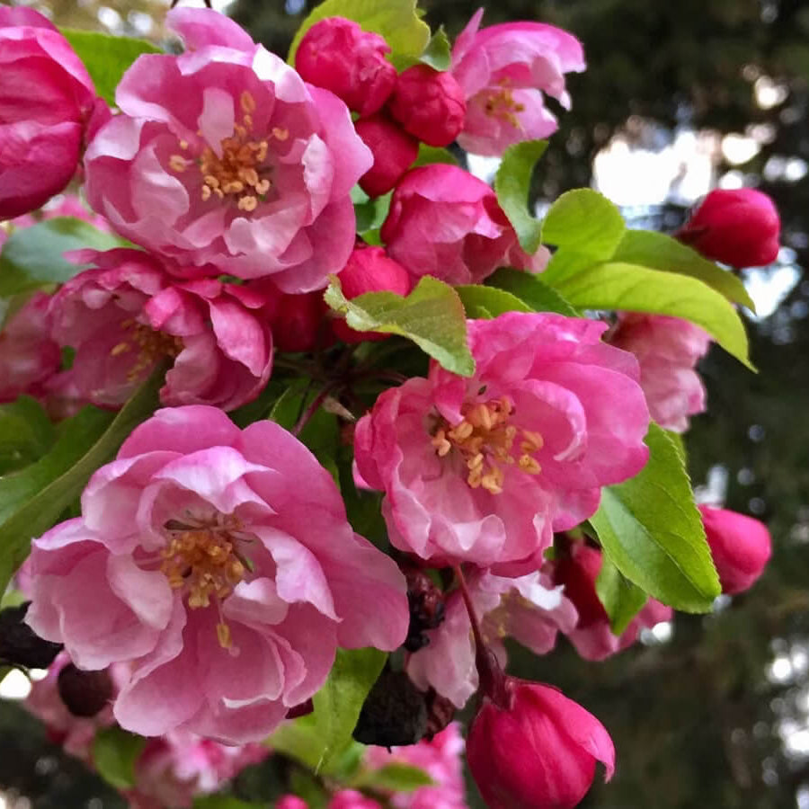 Ornamental Flowers plant