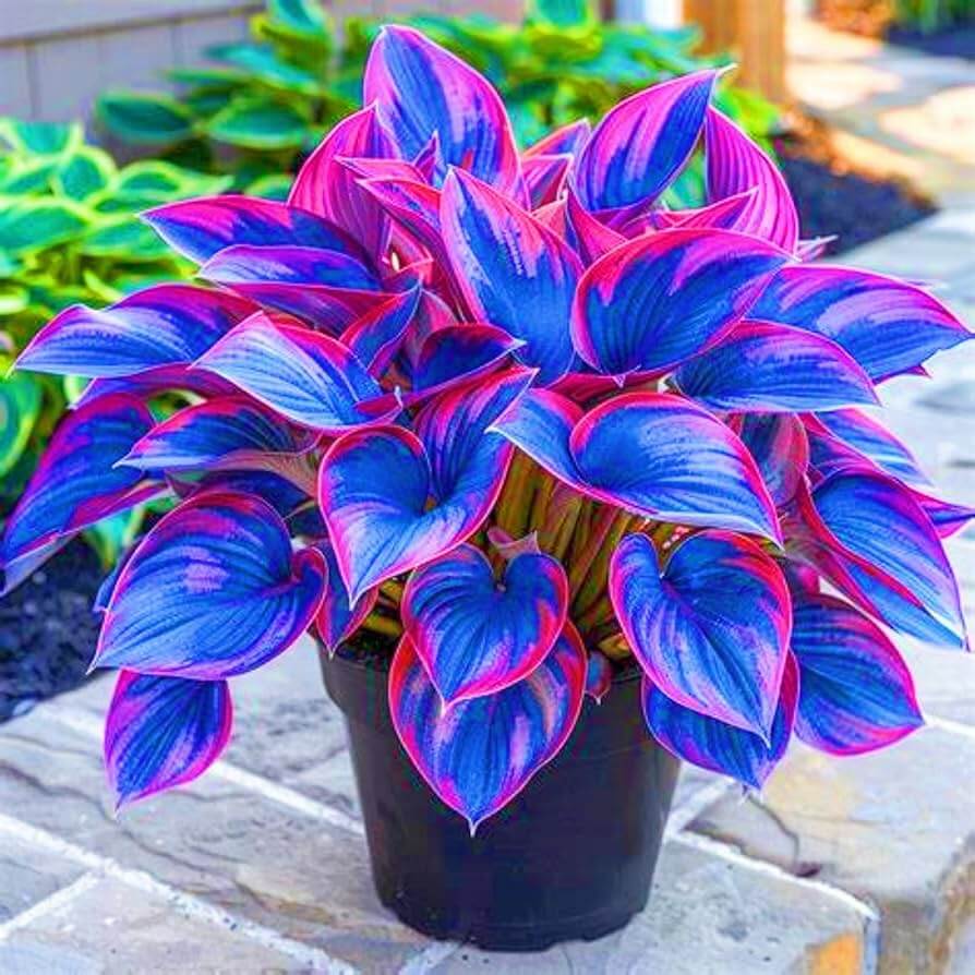 Ornamental Hosta plant