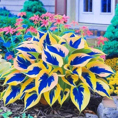 Ornamental Hosta plant