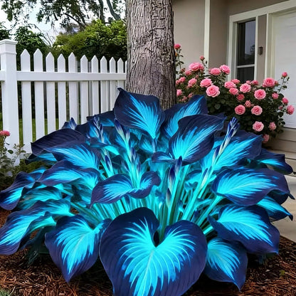 Ornamental Hosta plant