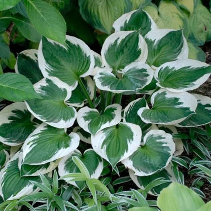 Ornamental Hosta plant