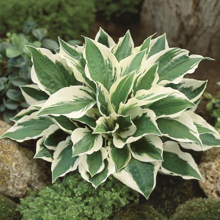 Ornamental Hosta plant